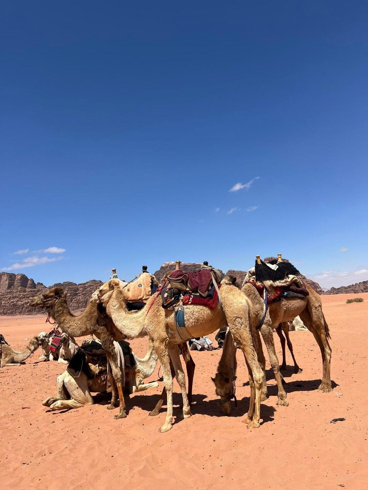 Hotel Landscape Rum Camp Wadi Rum Esterno foto